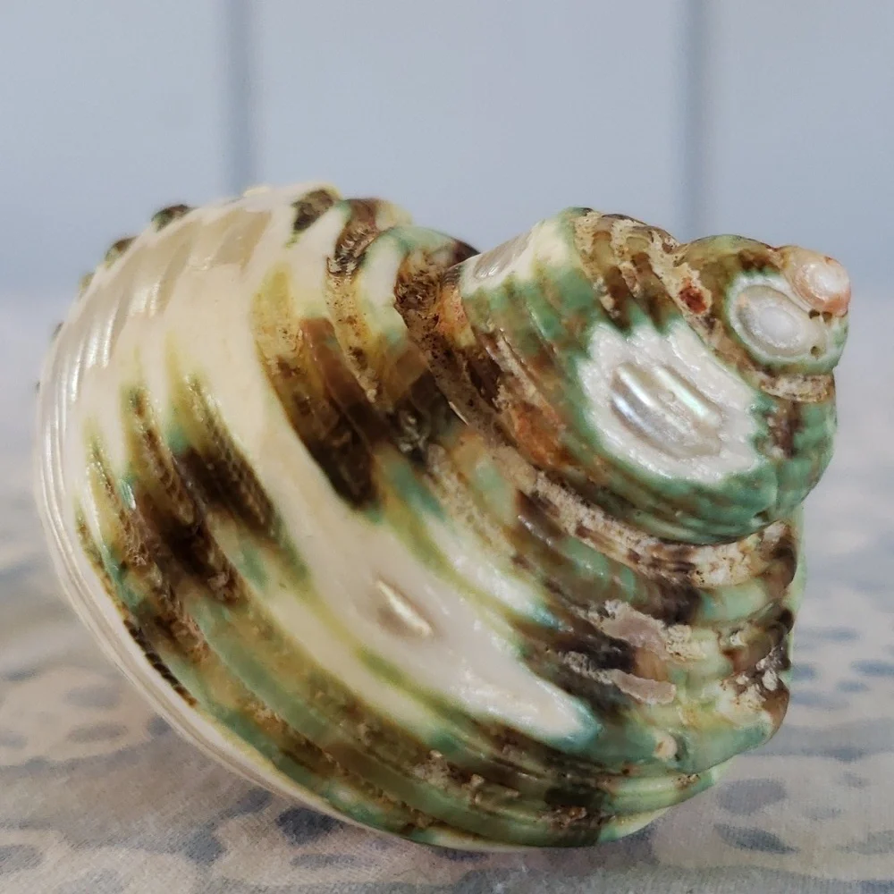 Carved Seashell with Rabbit - Picture 2 of 15